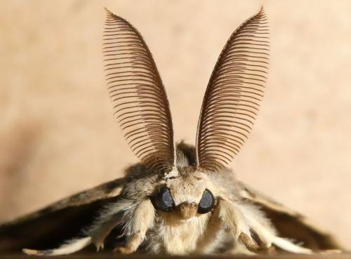 Lymantria dispar